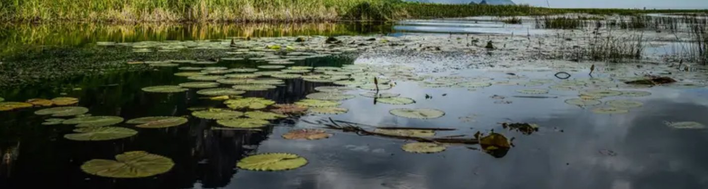 Discover the Enchanting Town of Henderson, Louisiana: The Capital of Alligator Swamps